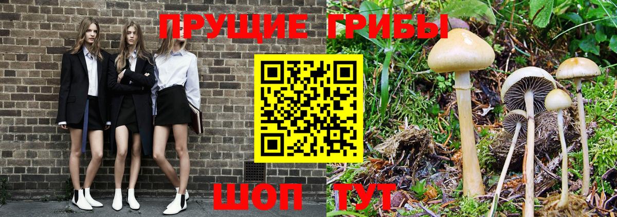 Осинники  Псилоцибиновые грибы мицелий  Вход с VPN  Галлюциногенные грибы Psilocybe 